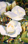 Roses_White_Ruth.jpg (25371 bytes)