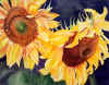 Sunflowers_Two_Heads.jpg (34395 bytes)