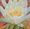 cactusflower.jpg (59607 bytes)