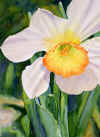 daffodil.jpg (22261 bytes)