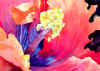 hibiscus.jpg (26151 bytes)